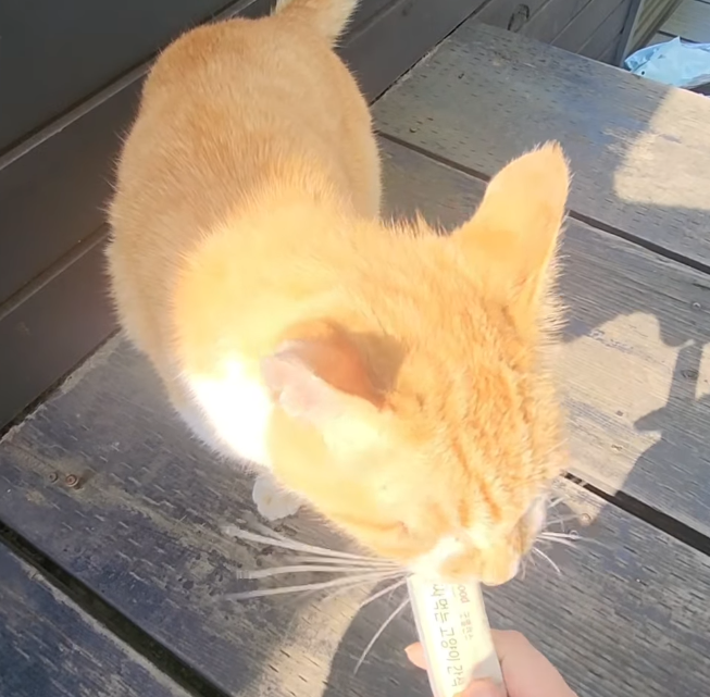 고양이 먹이 주는 모습